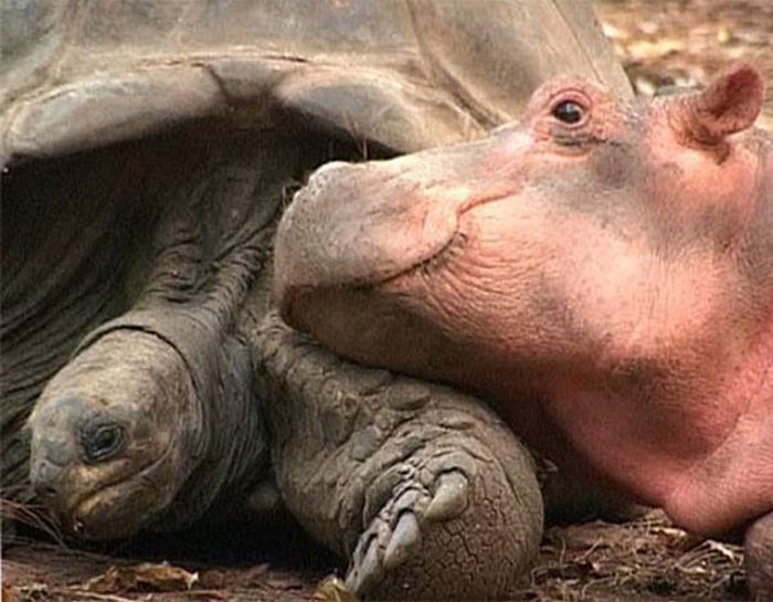 orphan hippo with a 130 years old tortoise