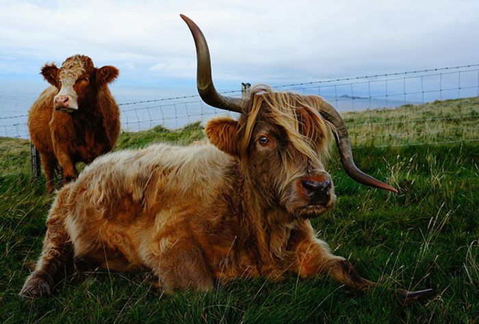 animal photography