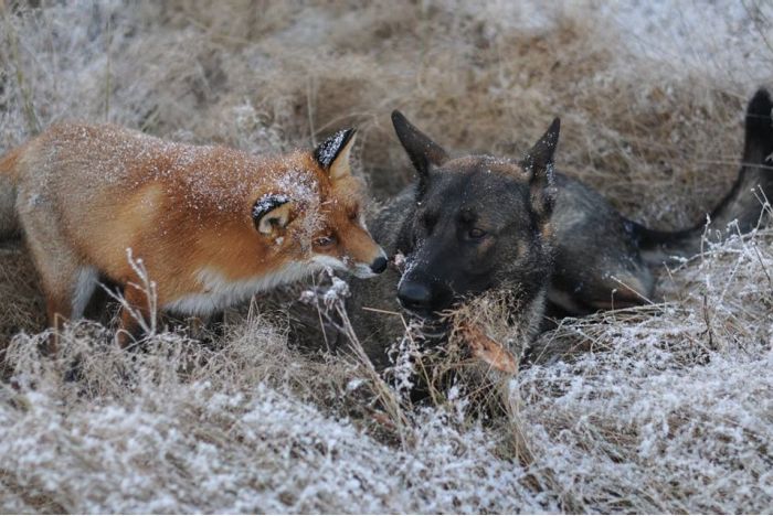 fox with a dog