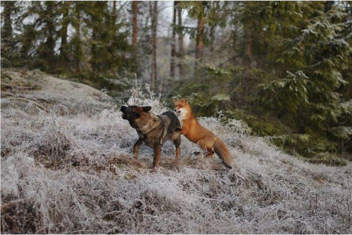 fox with a dog