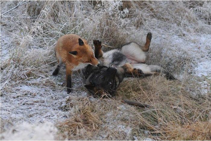 fox with a dog