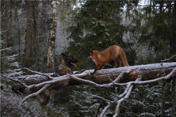 fox with a dog