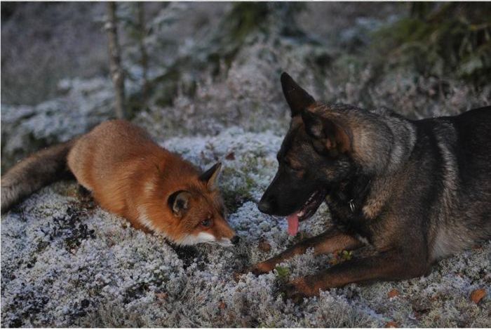 fox with a dog