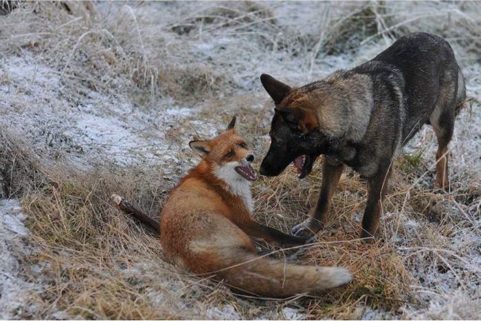 fox with a dog