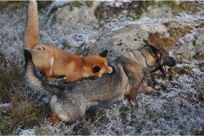 fox with a dog