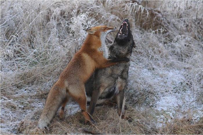 fox with a dog