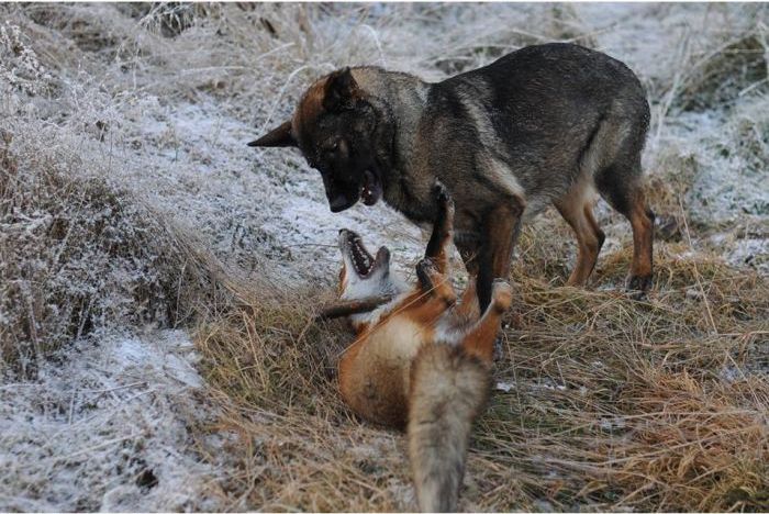 fox with a dog