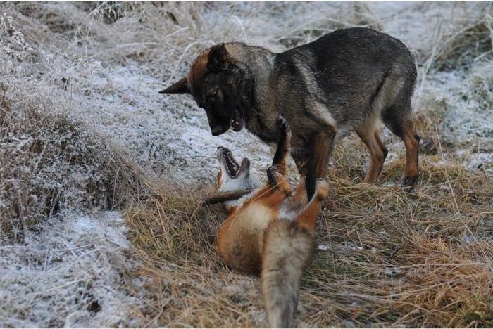 fox with a dog