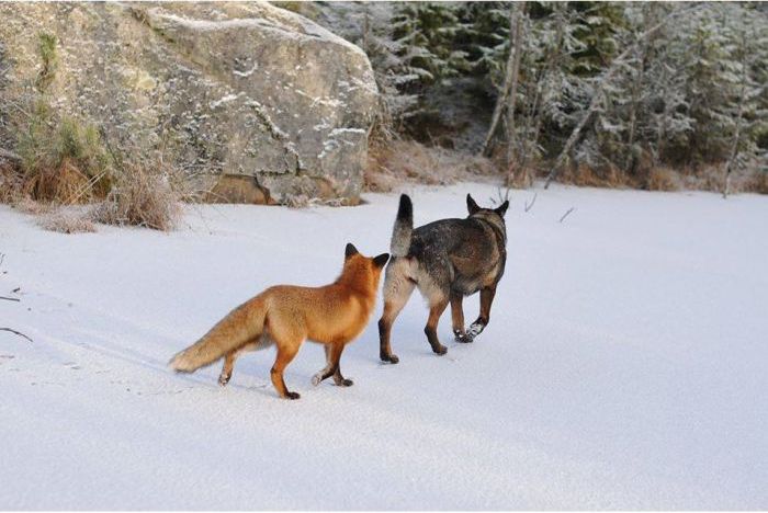 fox with a dog