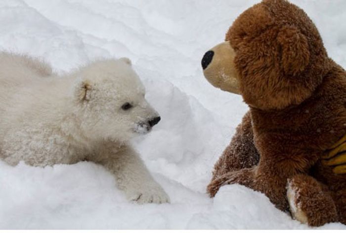 polar bear cub with a teddy bear