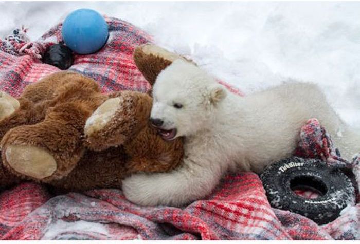 polar bear cub with a teddy bear