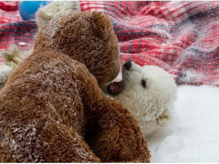 polar bear cub with a teddy bear