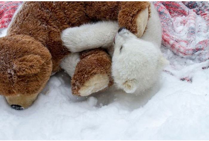 polar bear cub with a teddy bear