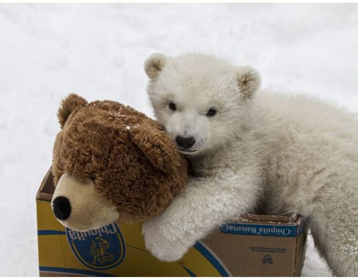 polar bear cub with a teddy bear