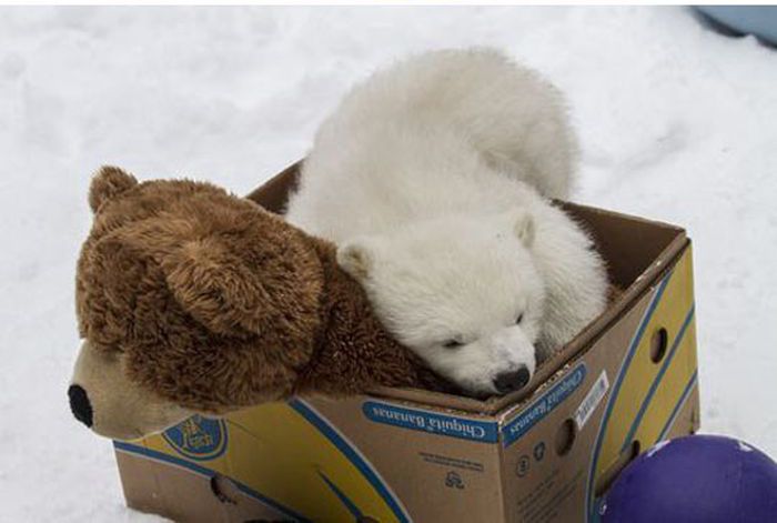 polar bear cub with a teddy bear