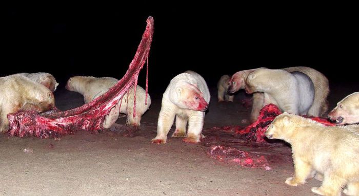 Polar bears eating a dead whale, Alaska, United States