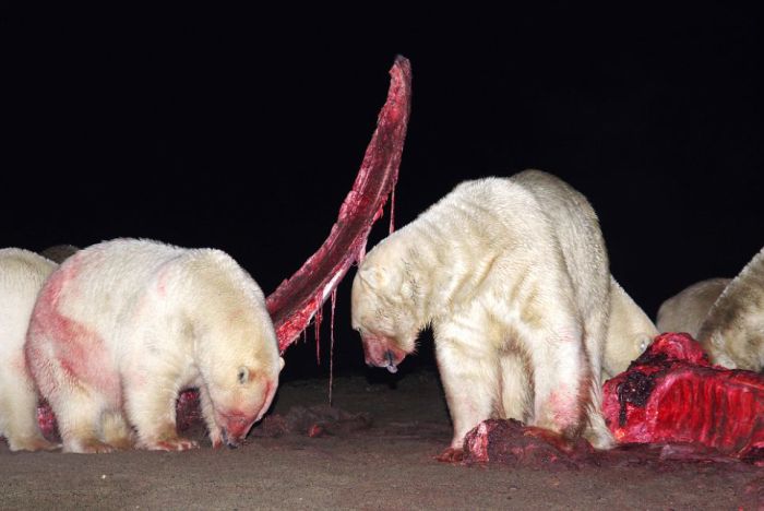 Polar bears eating a dead whale, Alaska, United States