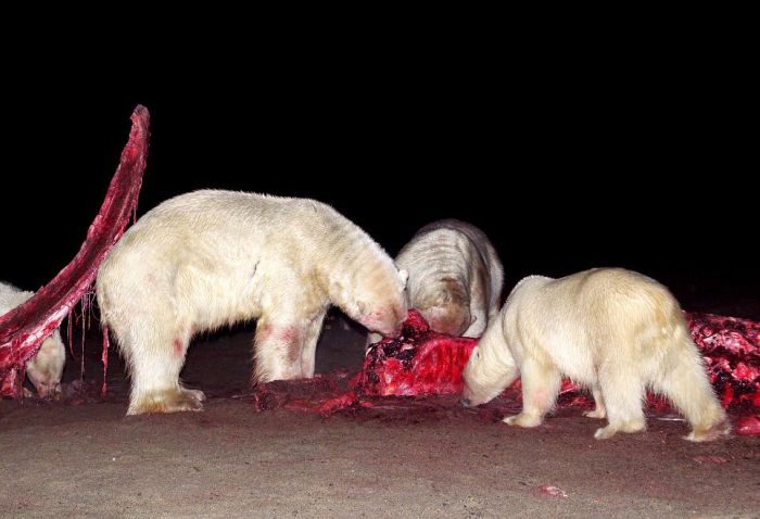 Polar bears eating a dead whale, Alaska, United States