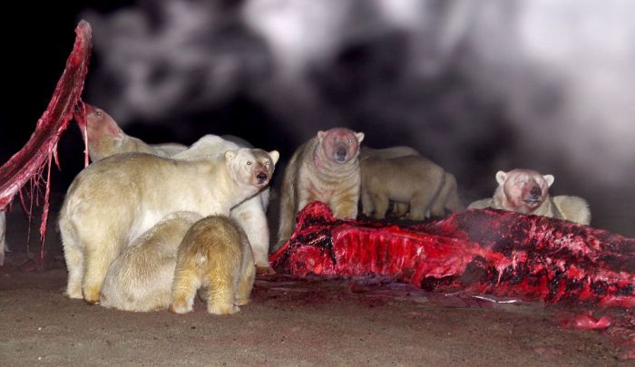 Polar bears eating a dead whale, Alaska, United States