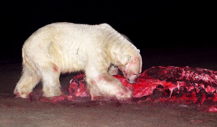 Polar bears eating a dead whale, Alaska, United States