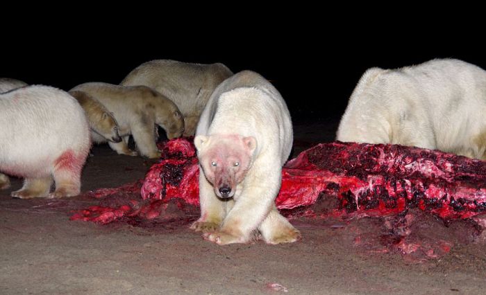 Polar bears eating a dead whale, Alaska, United States