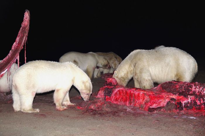 Polar bears eating a dead whale, Alaska, United States