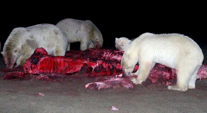 Polar bears eating a dead whale, Alaska, United States