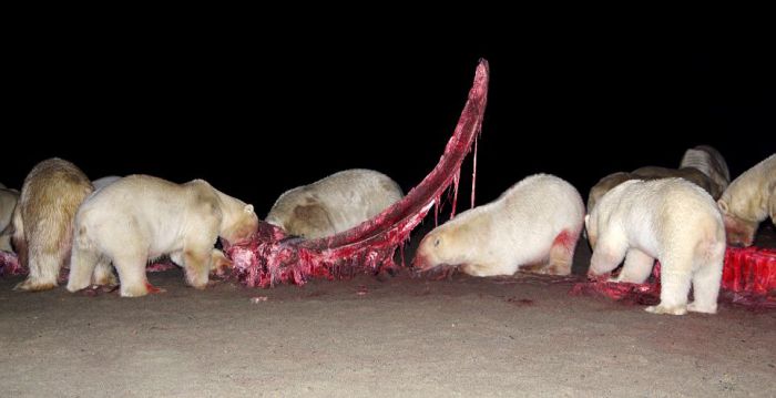 Polar bears eating a dead whale, Alaska, United States