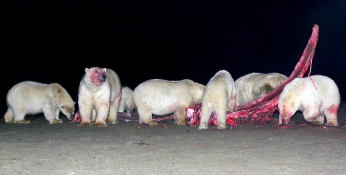 Polar bears eating a dead whale, Alaska, United States