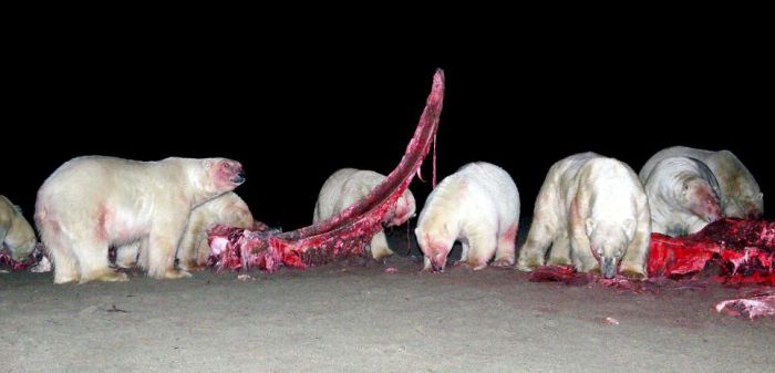 Polar bears eating a dead whale, Alaska, United States