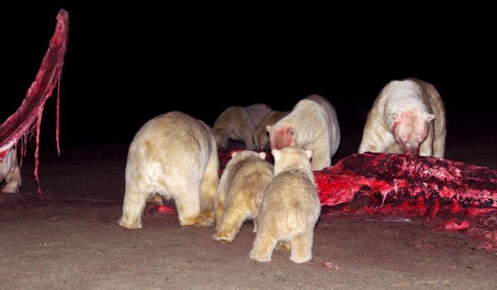 Polar bears eating a dead whale, Alaska, United States