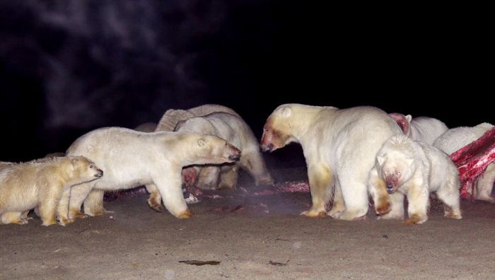 Polar bears eating a dead whale, Alaska, United States