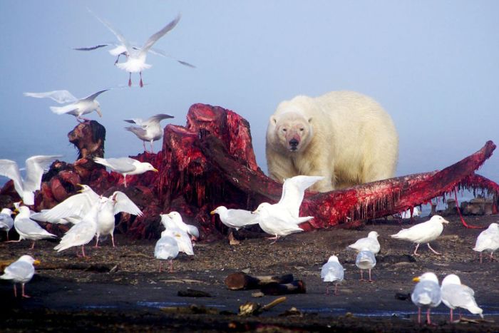 Polar bears eating a dead whale, Alaska, United States