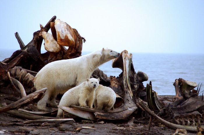 Polar bears eating a dead whale, Alaska, United States