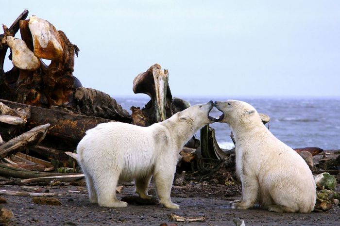 Polar bears eating a dead whale, Alaska, United States