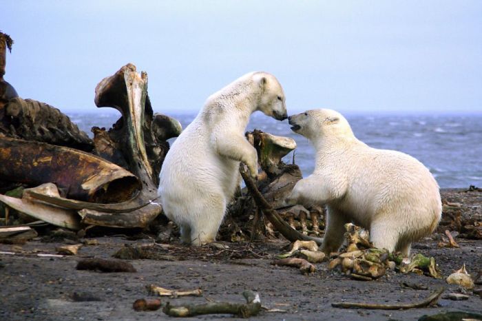 Polar bears eating a dead whale, Alaska, United States