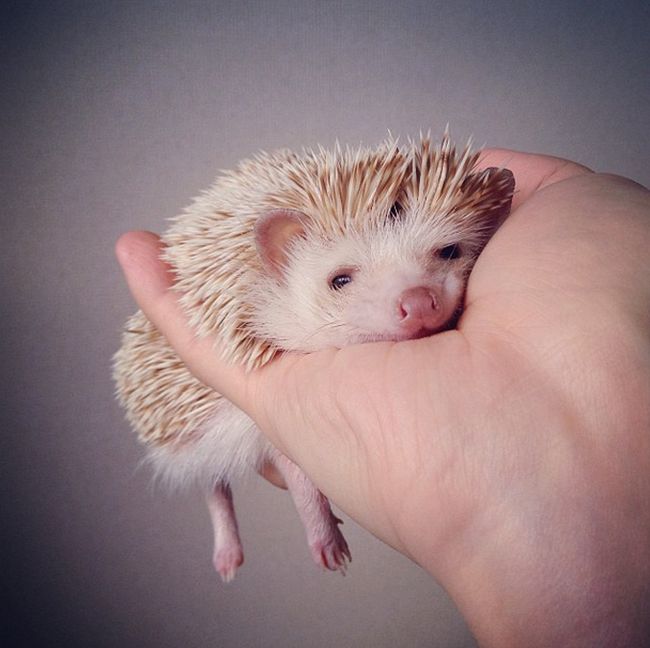 darcy the cute hedgehog