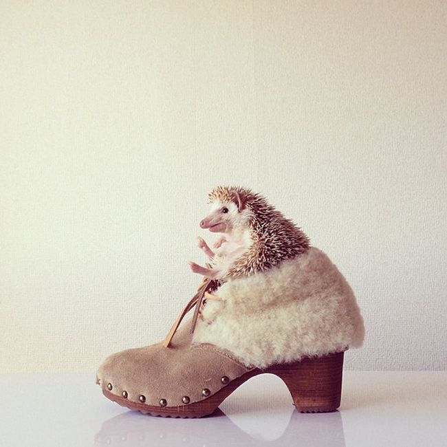 darcy the cute hedgehog