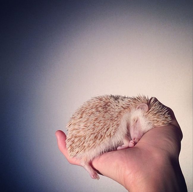 darcy the cute hedgehog