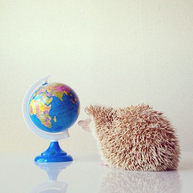 darcy the cute hedgehog