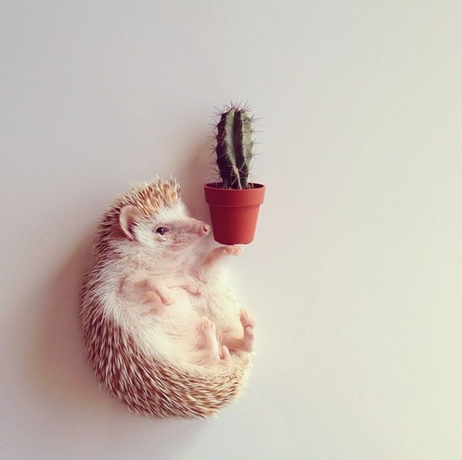 darcy the cute hedgehog