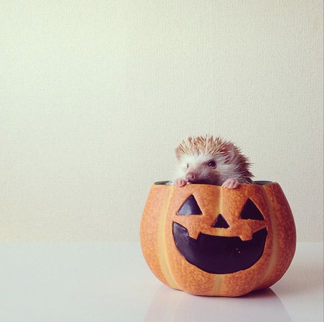 darcy the cute hedgehog