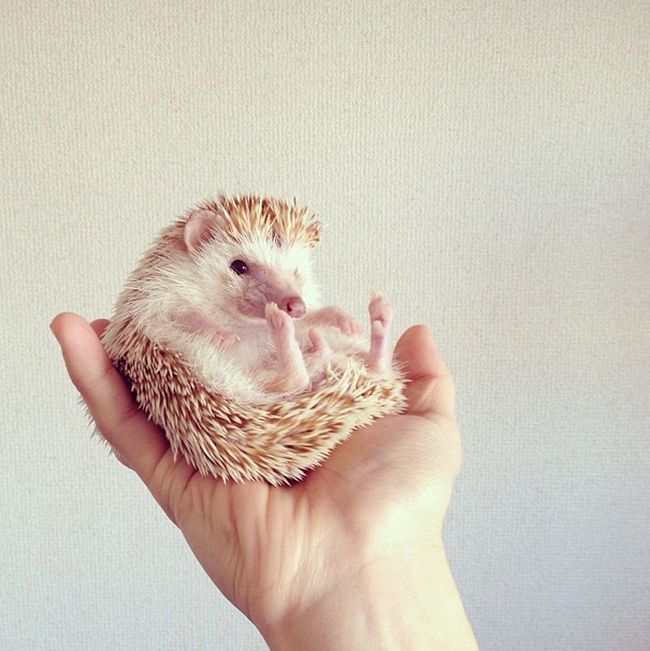 darcy the cute hedgehog