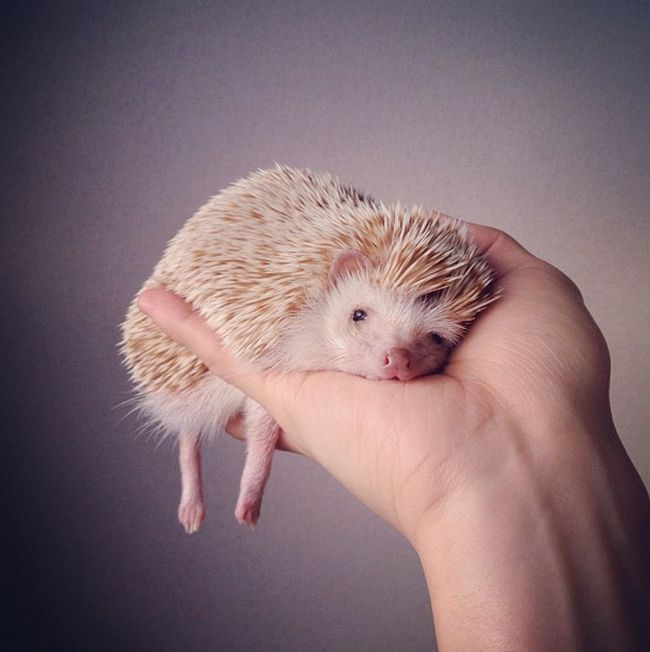 darcy the cute hedgehog