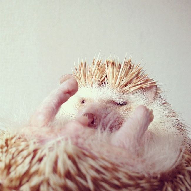 darcy the cute hedgehog