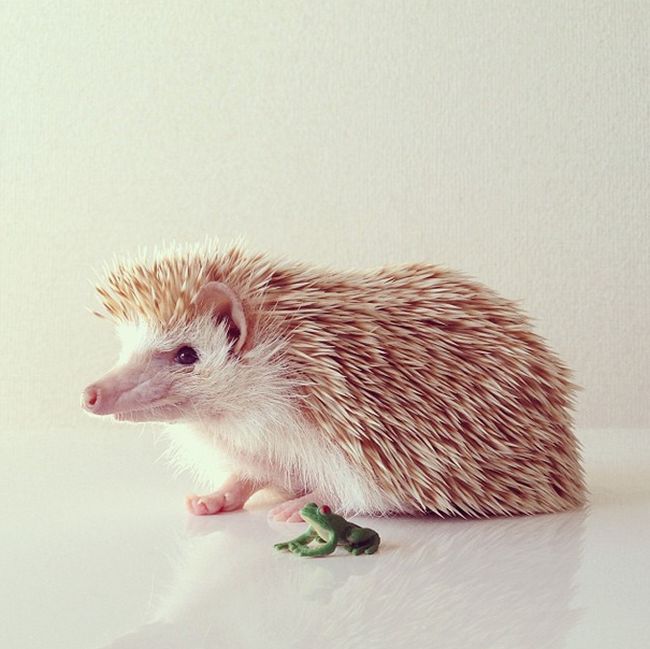 darcy the cute hedgehog