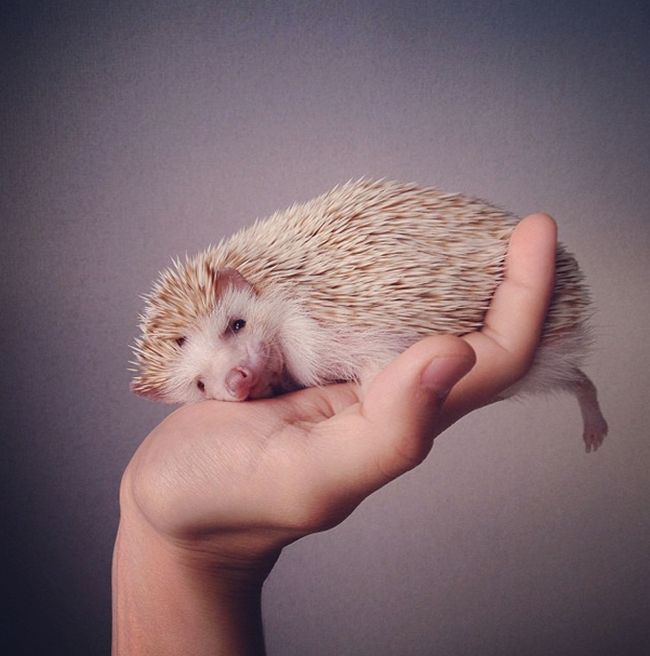 darcy the cute hedgehog