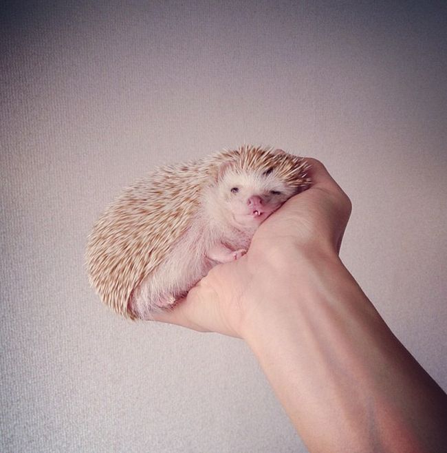 darcy the cute hedgehog