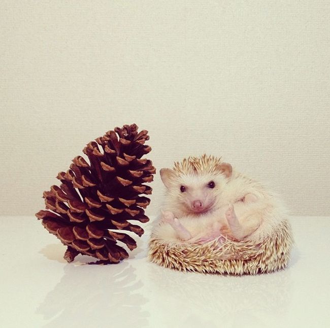 darcy the cute hedgehog