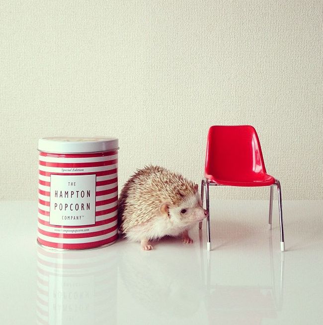 darcy the cute hedgehog